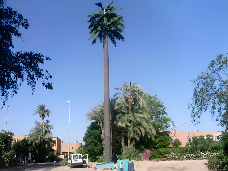 برج أحادي القطب من شجرة نخيل مموهة للتصدير إلى المغرب